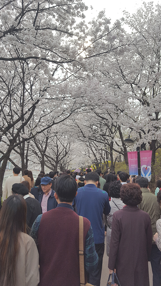 석촌호수 벚꽃축제를 처음으로 다녀왔습니다! 관련 이미지 3