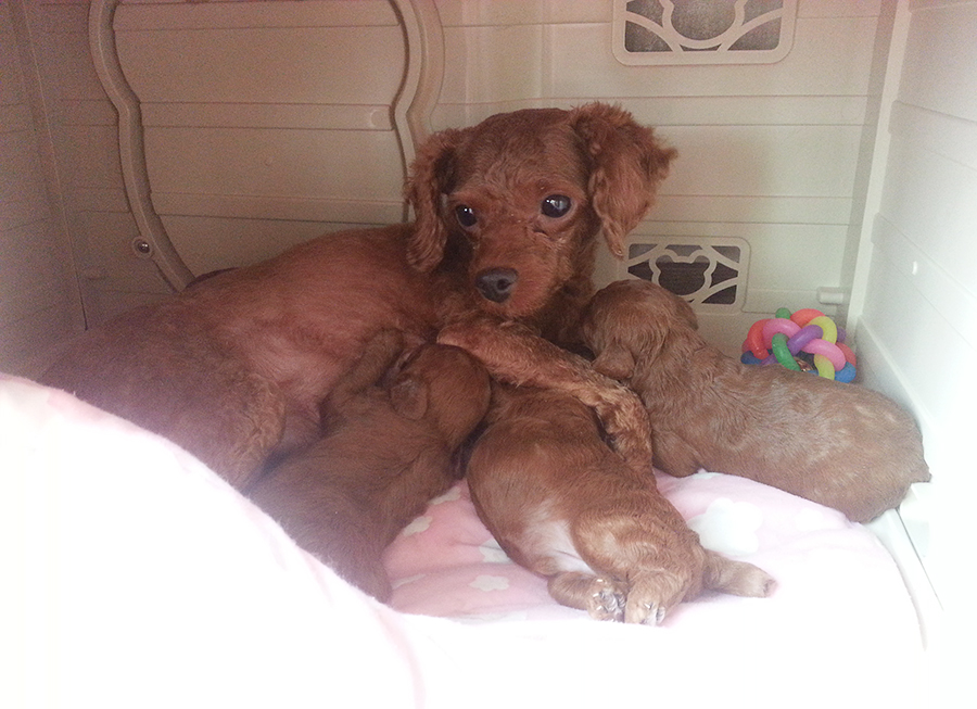 친구네 강아지가 새끼를 낳았어요! 관련 이미지 3