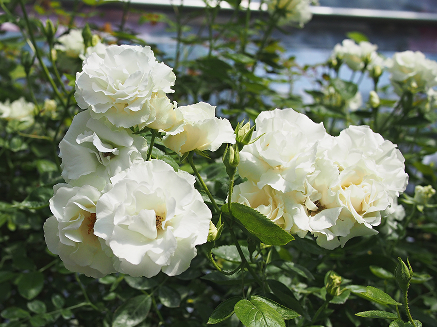 고양꽃박람회 마지막, 진짜 꽃! 관련 이미지 7