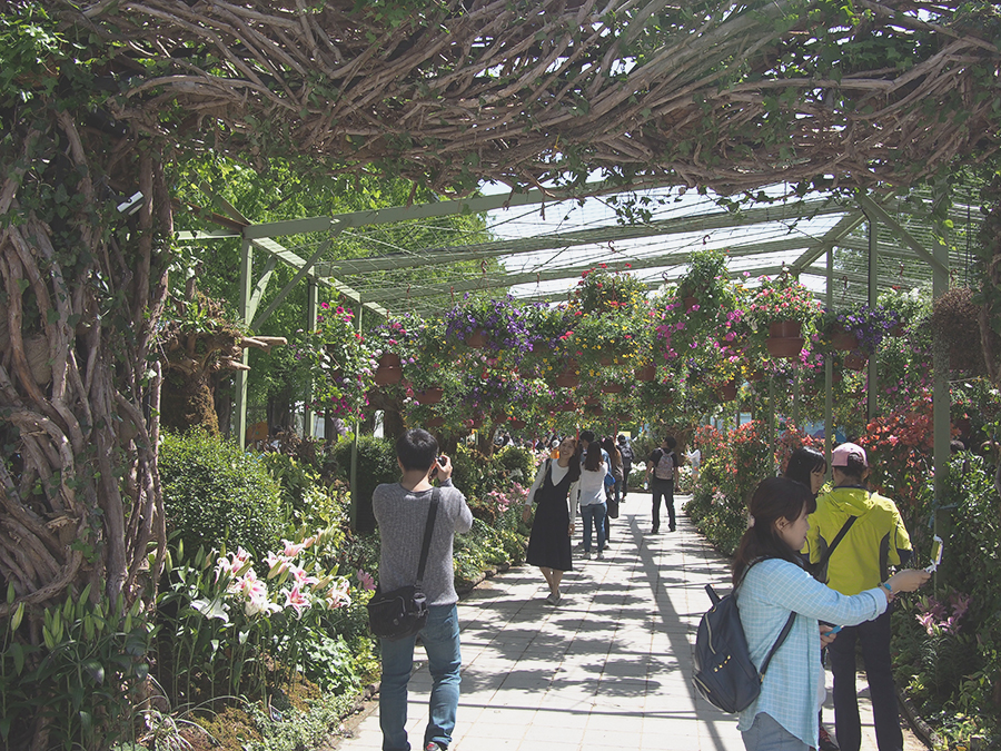 고양꽃박람회 마지막, 진짜 꽃! 관련 이미지 2