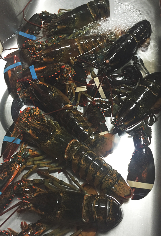 먹는 것밖에 모르는 며니의 홈메이드 랍스터 후기.. 관련 이미지 1