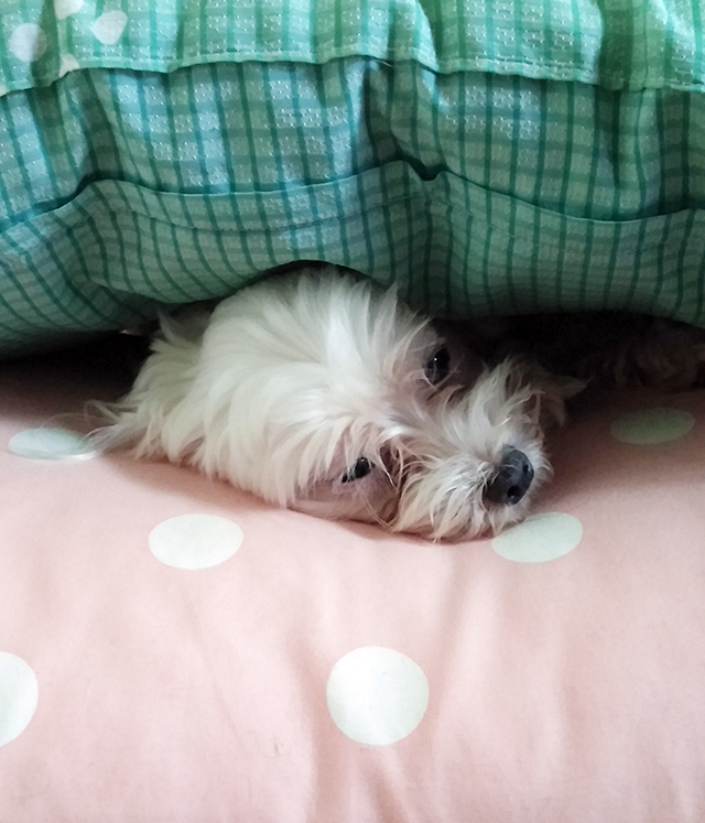 며니의 동생들을 소개합니다 관련 이미지 2