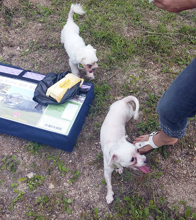 며니의 동생들을 소개합니다 관련 이미지 4