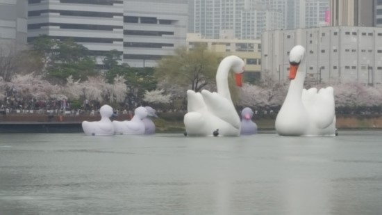 석촌호수 벚꽃축제를 처음으로 다녀왔습니다! 관련 이미지 6