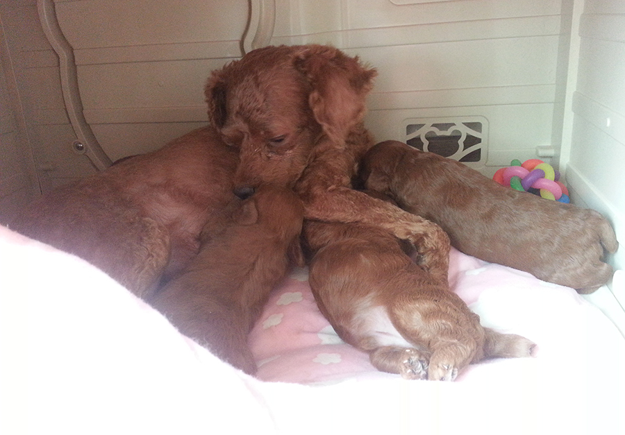 친구네 강아지가 새끼를 낳았어요! 관련 이미지 2