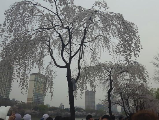 석촌호수 벚꽃축제를 처음으로 다녀왔습니다! 관련 이미지 7