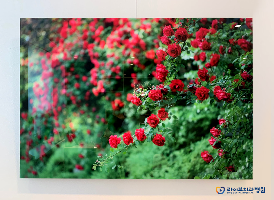 #봄#꽃#풍경#사진 전(展)｜라이브치과 부평예술인 후원캠페인 세번째 이야기 관련 이미지 2
