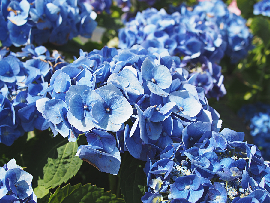 고양꽃박람회 마지막, 진짜 꽃! 관련 이미지 1