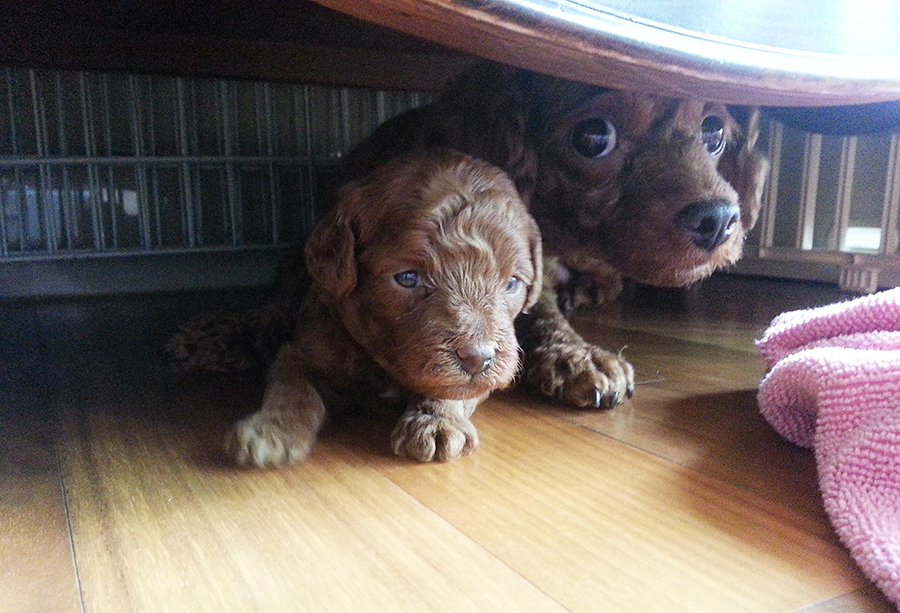 친구네 강아지가 새끼를 낳았어요! 관련 이미지 5