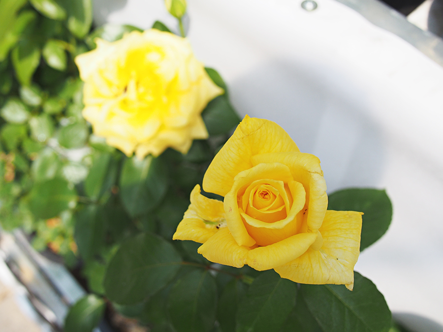 고양꽃박람회 마지막, 진짜 꽃! 관련 이미지 5