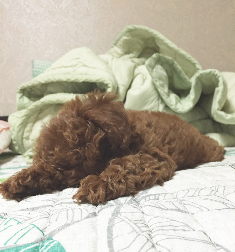 꼬맹이의 근황 (feat.칸쵸) 관련 이미지 2