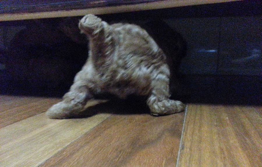 친구네 강아지가 새끼를 낳았어요! 관련 이미지 7