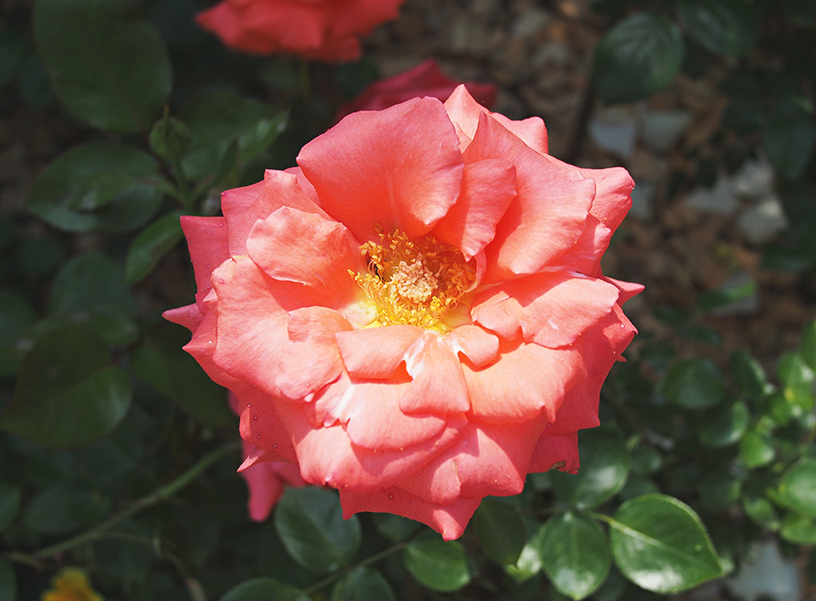 고양꽃박람회 마지막, 진짜 꽃! 관련 이미지 6