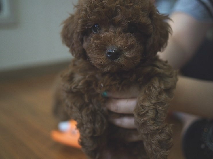 새 가족이 생겼어요. 꼬맹이! 관련 이미지 1