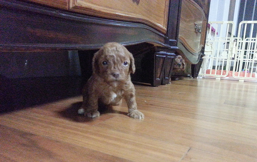 친구네 강아지가 새끼를 낳았어요! 관련 이미지 6