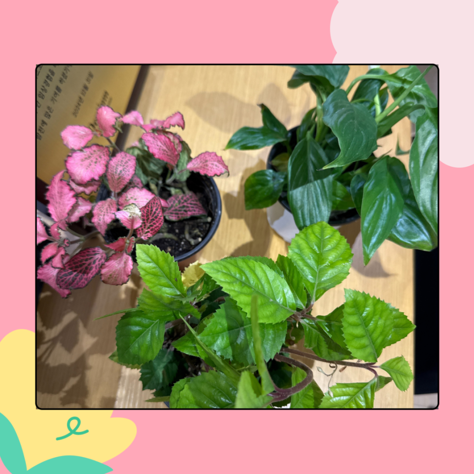 싱그러움 가득한 환자분의 선물 관련 이미지 2