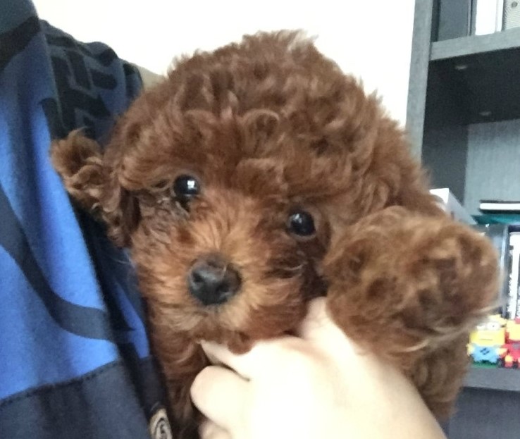 새 가족이 생겼어요. 꼬맹이! 관련 이미지 2