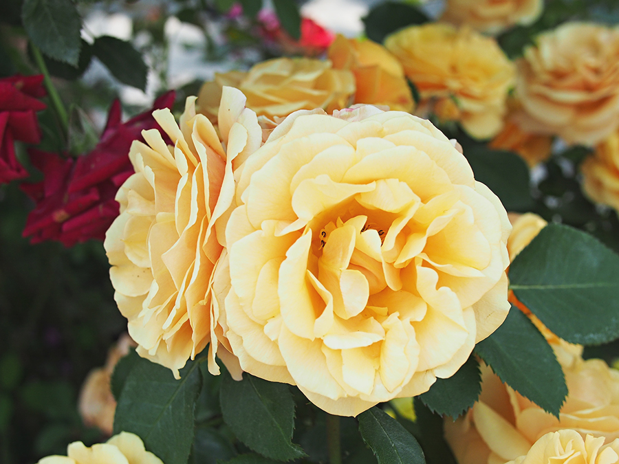 고양꽃박람회 마지막, 진짜 꽃! 관련 이미지 8