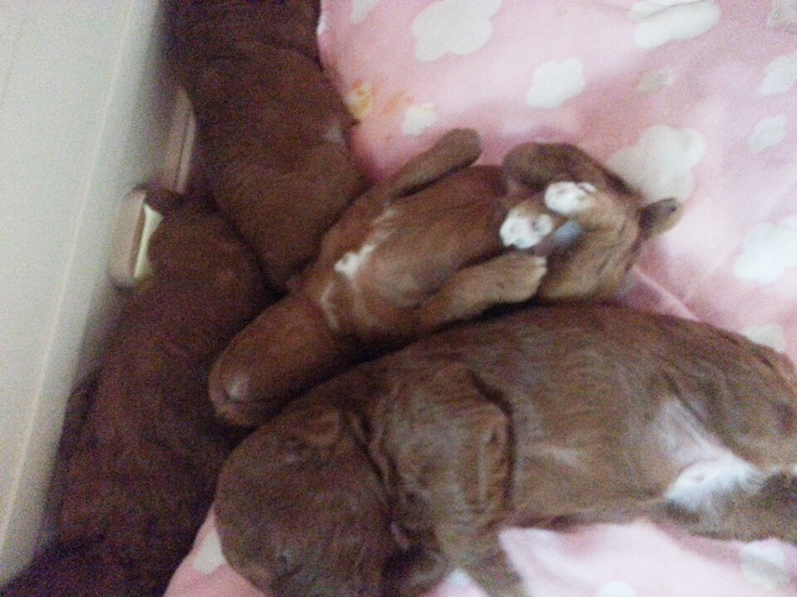 친구네 강아지가 새끼를 낳았어요! 관련 이미지 4