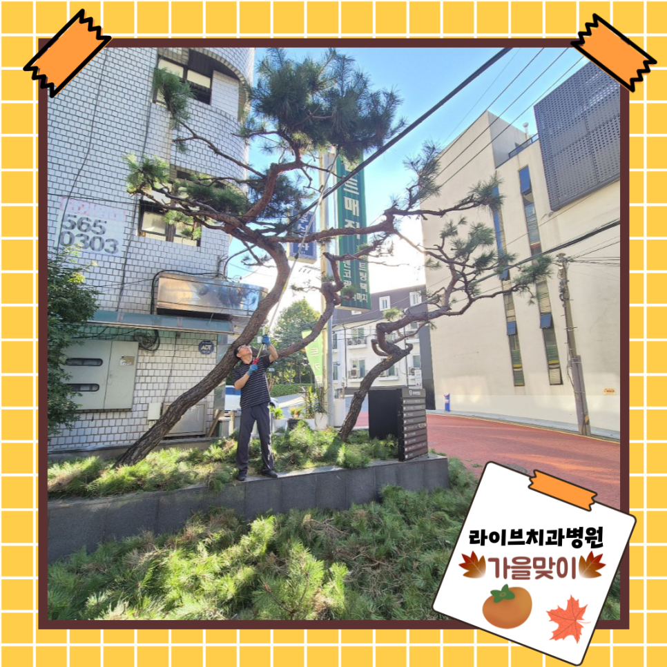 가을, 소나무 그리고 꽃, 라이브치과병원의 작은 변화! 관련 이미지 1