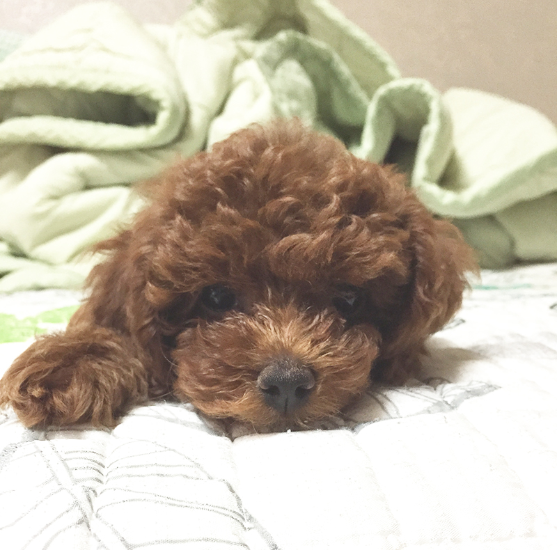 꼬맹이의 근황 (feat.칸쵸) 관련 이미지 1