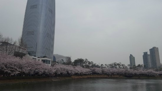 석촌호수 벚꽃축제를 처음으로 다녀왔습니다! 관련 이미지 9