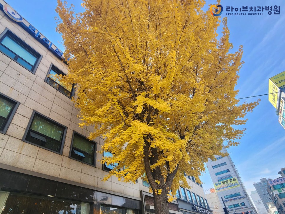 라이브치과병원 인천점 어느 멋진 가을날 관련 이미지 2