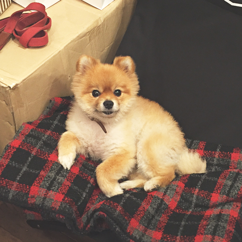 알베르에 탱크가 왔어욥! Thank you Store :) 관련 이미지 6