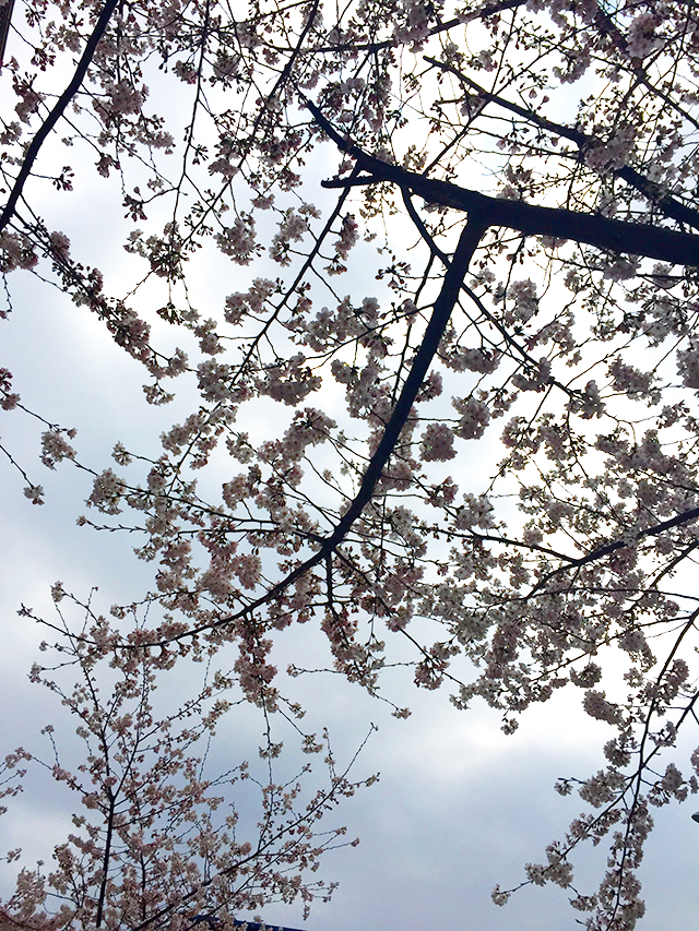 꽃과 식사와 또 식사... 관련 이미지 2