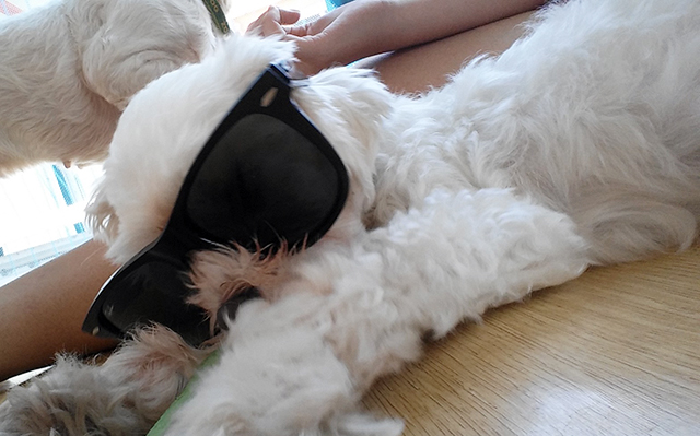 며니의 동생들을 소개합니다 관련 이미지 6