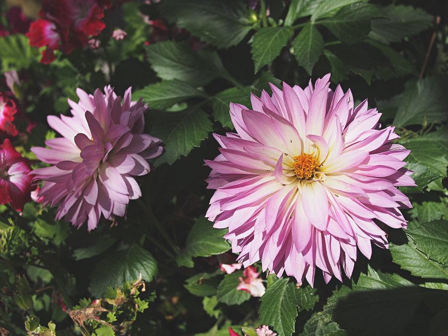 고양꽃박람회 마지막, 진짜 꽃! 관련 이미지 10