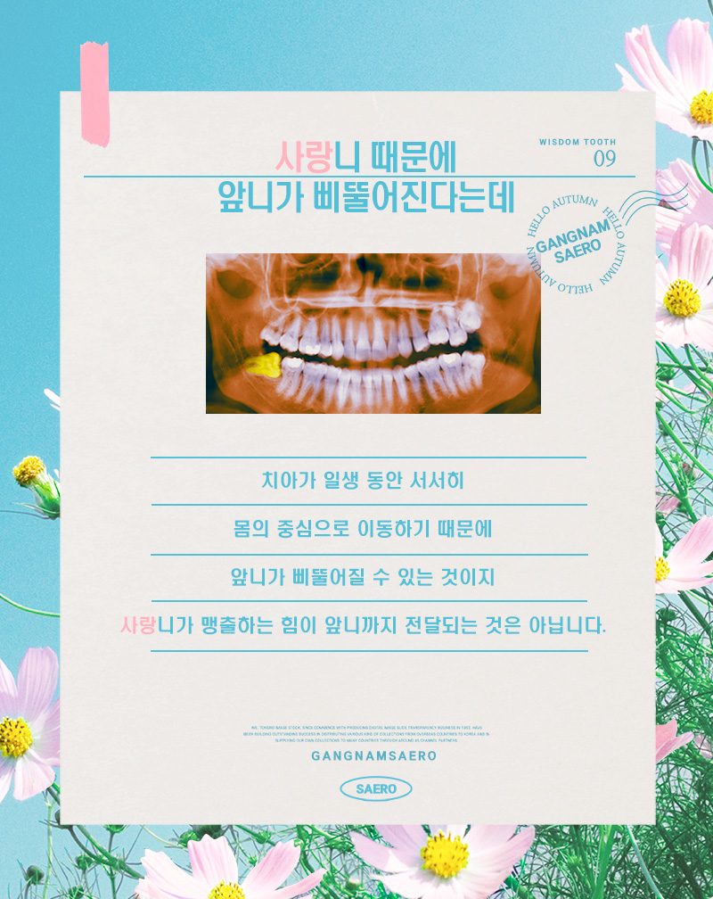 사랑니 오해와 진실 (사랑니발치) 관련 이미지 4