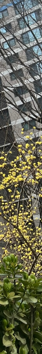 [강남새로치과소식] 2024년 4월 진료 일정 안내 관련 이미지 10