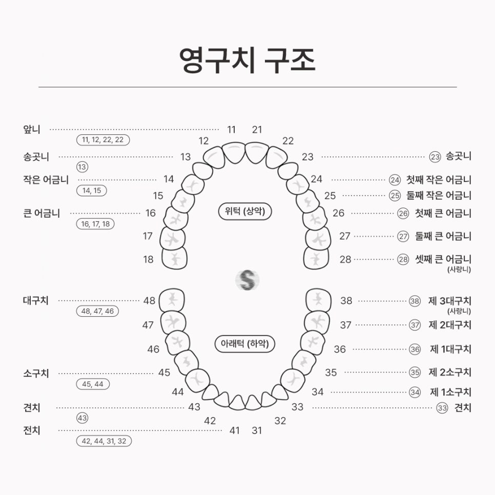 어금니 발치 후 임플란트 안 하면 어떻게 될까요? (어금니임플란트) 관련 이미지 2