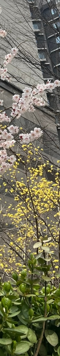 [강남새로치과소식] 2024년 4월 진료 일정 안내 관련 이미지 9