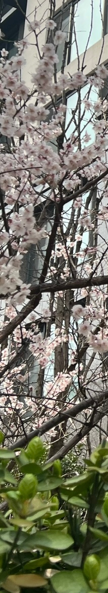 [강남새로치과소식] 2024년 4월 진료 일정 안내 관련 이미지 5