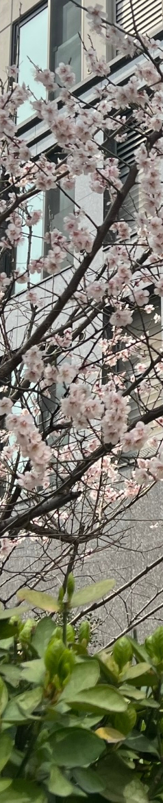 [강남새로치과소식] 2024년 4월 진료 일정 안내 관련 이미지 6