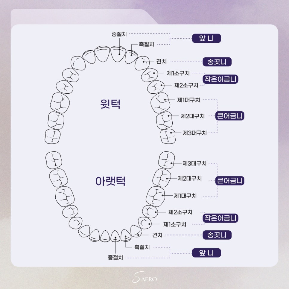 앞니 손상 시 치료 방법 (앞니깨졌을때) 관련 이미지 2