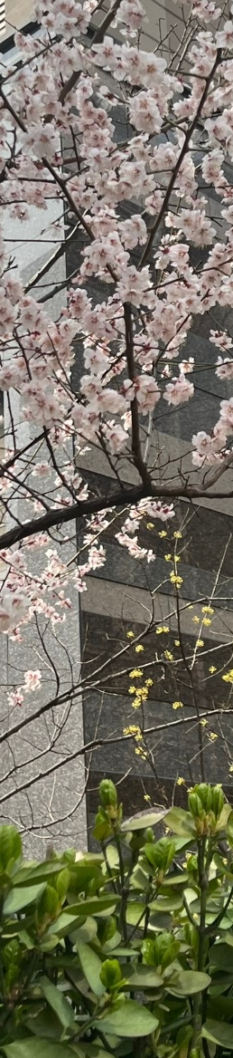 [강남새로치과소식] 2024년 4월 진료 일정 안내 관련 이미지 7