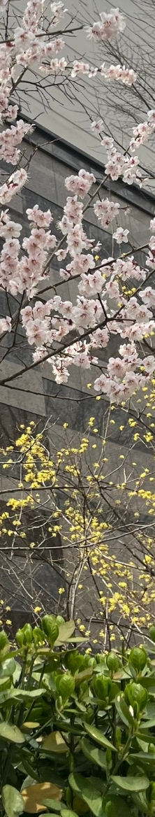 [강남새로치과소식] 2024년 4월 진료 일정 안내 관련 이미지 8