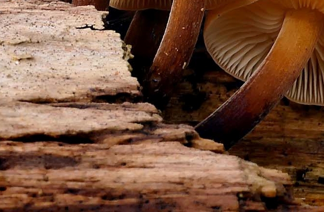Red Stag Horn Mushroom Toxicity and Differences from Ganoderma Mushroom image 15