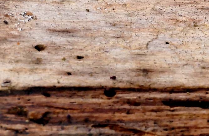 Red Stag Horn Mushroom Toxicity and Differences from Ganoderma Mushroom image 14
