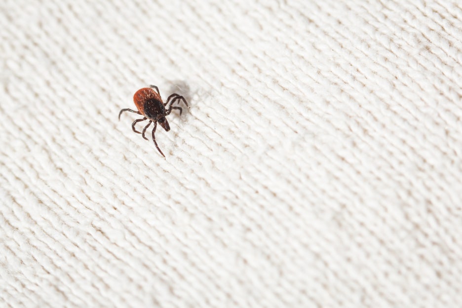 This Is What a Tick Bite Looks Like! What to Do If You’re Bitten and How to Prevent It image 6