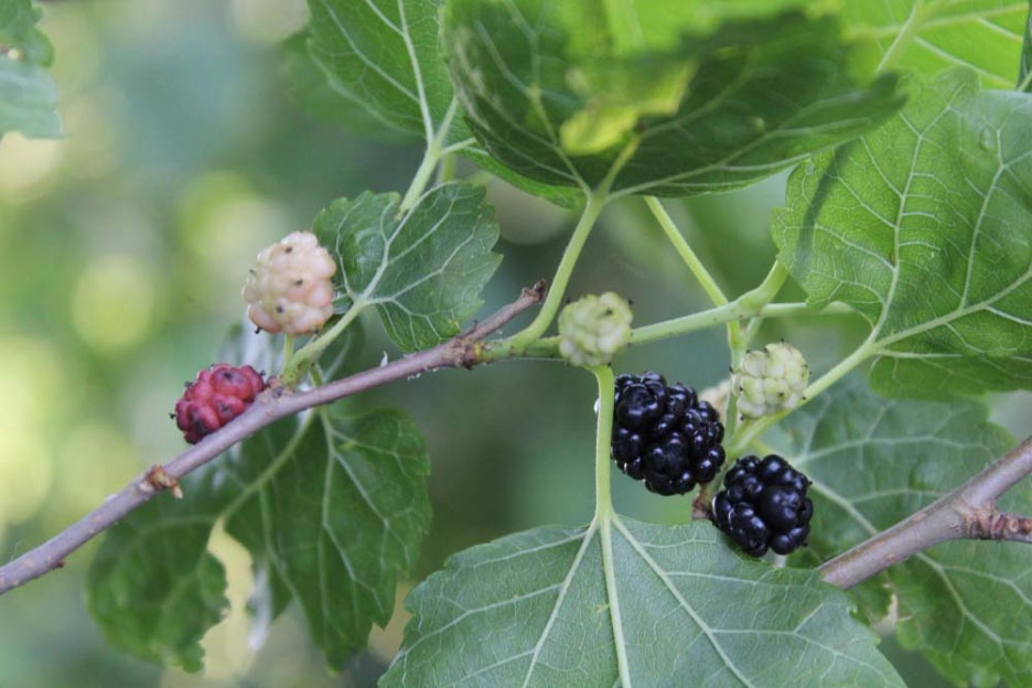 What Are the Benefits of Mulberries, How Should They Be Stored, and What Side Effects Should You Watch Out For? image 3
