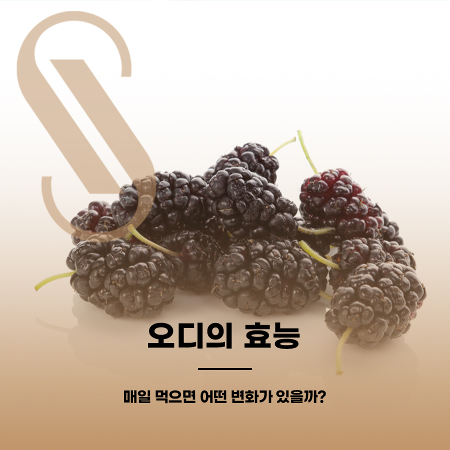 오디의 효능, 매일 먹으면 어떤 변화가 있을까? 관련 이미지 1
