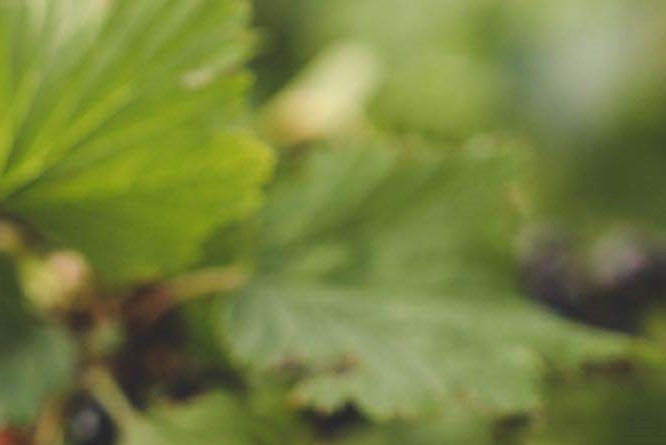 What Are the Benefits of Mulberries, How Should They Be Stored, and What Side Effects Should You Watch Out For? image 8