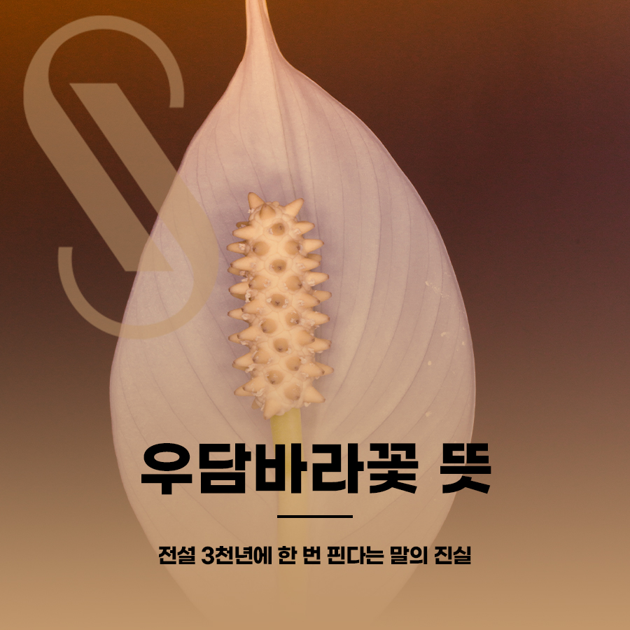 The Meaning and Legend of Udambaraflower: The Truth Behind the Claim That It Blooms Once Every 3,000 Years image 1
