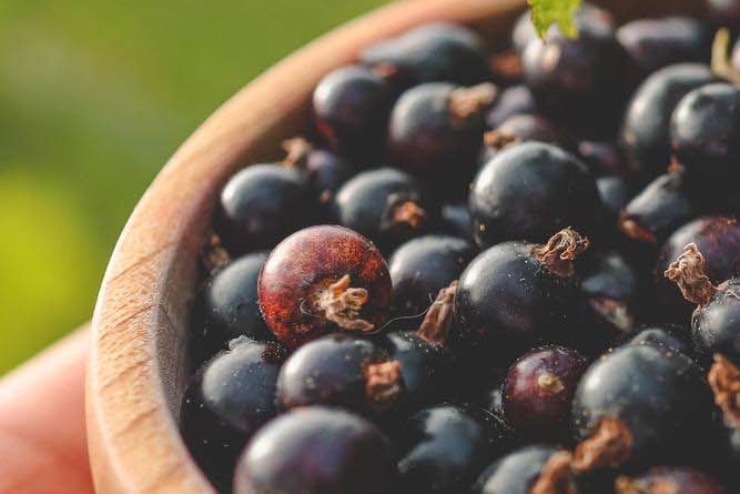 What Are the Benefits of Mulberries, How Should They Be Stored, and What Side Effects Should You Watch Out For? image 9