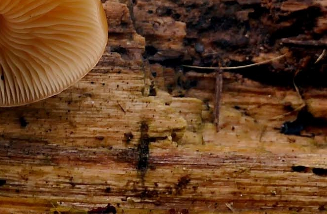 Red Stag Horn Mushroom Toxicity and Differences from Ganoderma Mushroom image 16