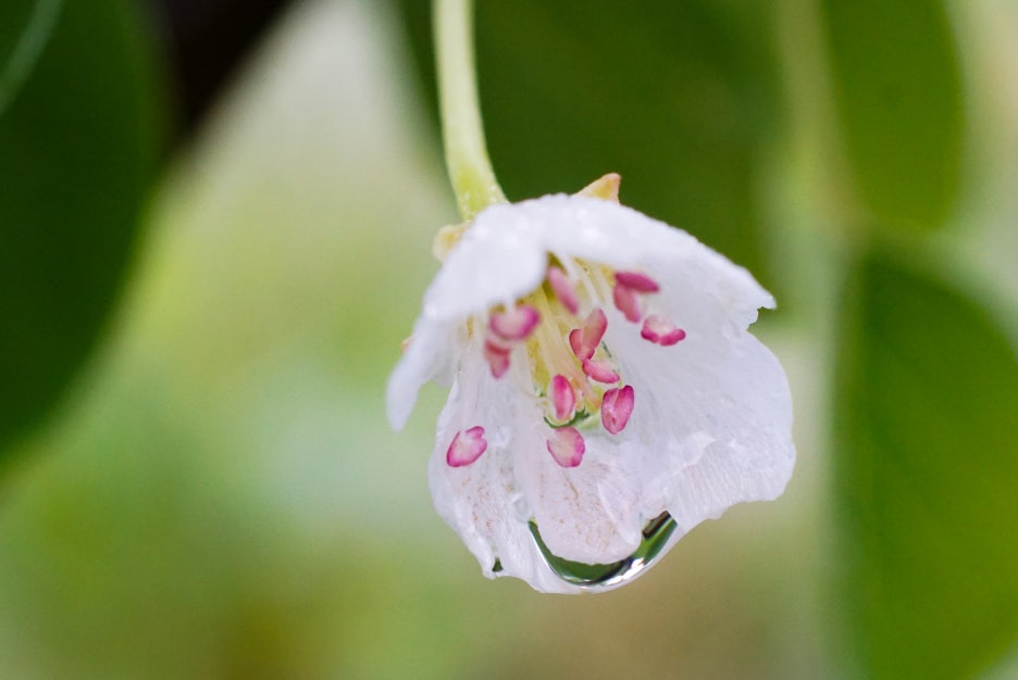 The Meaning and Legend of Udambaraflower: The Truth Behind the Claim That It Blooms Once Every 3,000 Years image 4
